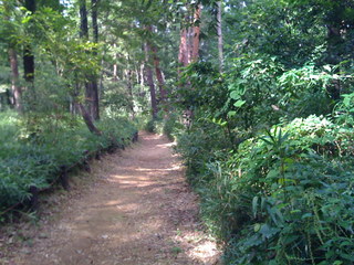 2008年の森林公園