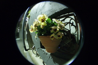 Lomo fisheye2、魚眼レンズで撮影した花の写真