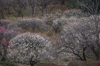 武蔵丘陵森林公園の梅