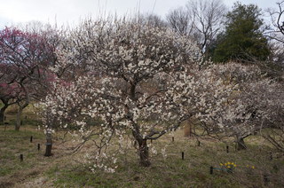 武蔵丘陵森林公園の梅