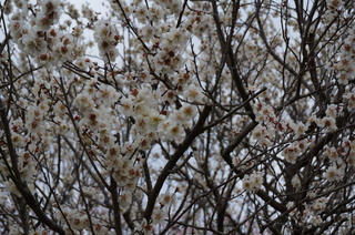武蔵丘陵森林公園の梅の花
