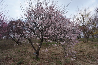 武蔵丘陵森林公園の梅の花