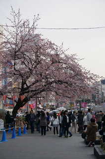 上野の大寒桜