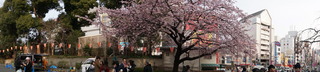 上野の桜をNEX-5Tでパノラマ撮影