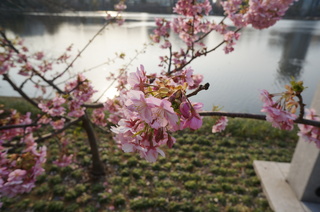 上野の不忍池に咲く桜