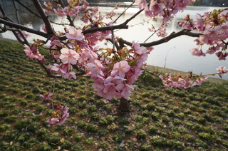 上野の不忍池に咲く桜の花