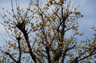 下赤塚～赤塚溜池公園へ続く道端の梅の花