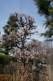 東京大仏前付近の梅の花