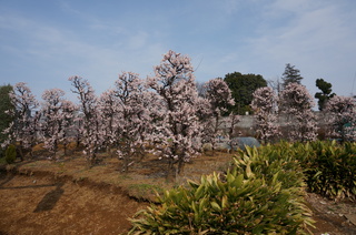 板橋区赤塚の東京大仏付近に咲く梅の花