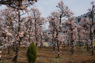 板橋区赤塚の東京大仏付近に咲く梅の花
