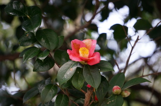 板橋区、赤塚溜池公園付近に咲く椿の花