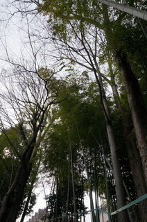 赤塚溜池公園付近の竹林