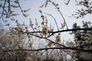 赤塚溜池公園の梅林と梅の花