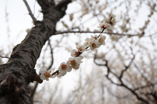 赤塚溜池公園の梅の花