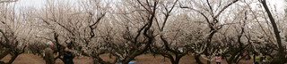 赤塚溜池公園の梅林と梅花をパノラマ撮影