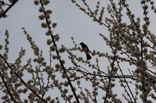 赤塚溜池公園の梅の木にとまる鳥