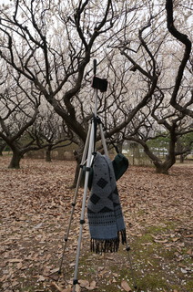赤塚溜池公園で梅林をiPhone 5Sでタイムラプス撮影