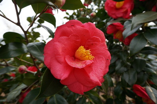 赤塚溜池公園の椿の花