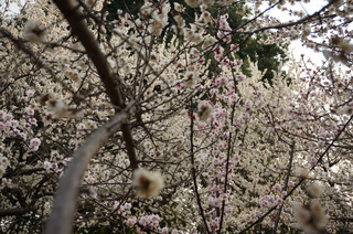 赤塚溜池公園の梅林と梅花