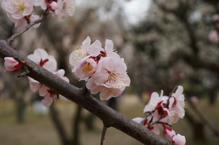 赤塚溜池公園の淡いピンク色の梅の花
