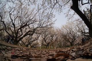 赤塚溜池公園の梅林と梅花を魚眼レンズで撮影