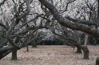 赤塚溜池公園の梅林と梅花