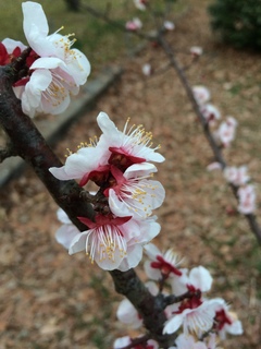 赤塚溜池公園の梅花をiPhone 5Sで撮影