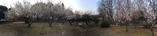 赤塚溜池公園の梅林と梅花をiPhone 5Sでパノラマ撮影