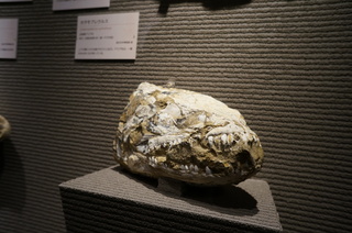 国立科学博物館の大アマゾン展観覧＠サンタナ層の魚類化石