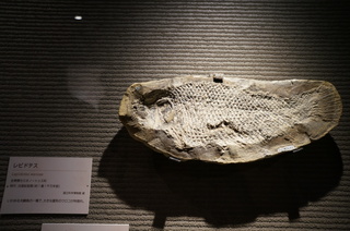 国立科学博物館の大アマゾン展観覧＠サンタナ層の魚類化石、レピドテス