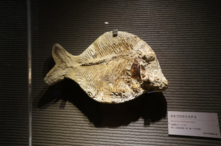 国立科学博物館の大アマゾン展観覧＠サンタナ層の魚類化石、ネオプロサイネテス