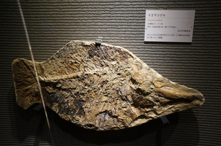 国立科学博物館の大アマゾン展観覧＠サンタナ層の魚類化石、イエマンジャ