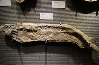 国立科学博物館の大アマゾン展観覧＠サンタナ層の魚類化石、クラドキクルス