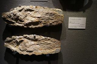 国立科学博物館の大アマゾン展観覧＠サンタナ層の魚類化石、アクセルロッドイクチス