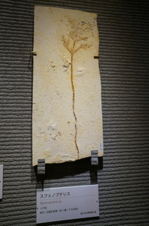 国立科学博物館の大アマゾン展観覧＠クラト層の植物化石、スフェノプテリス（Sphenopteris sp）
