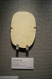 国立科学博物館の大アマゾン展観覧＠クラト層の植物化石、マオウ科の一種