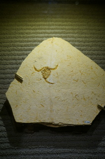 国立科学博物館の大アマゾン展観覧＠クラト層のクモ・昆虫化石、ムカシヤセサソリ属の一種