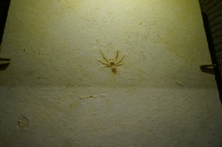 国立科学博物館の大アマゾン展観覧＠クラト層のクモ・昆虫化石、ドヨウグモ亜科の一種