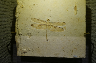 国立科学博物館の大アマゾン展観覧＠クラト層のクモ・昆虫化石、トンボ亜目の一種