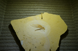 国立科学博物館の大アマゾン展観覧＠クラト層のクモ・昆虫化石、アミメカゲロウ目の一種