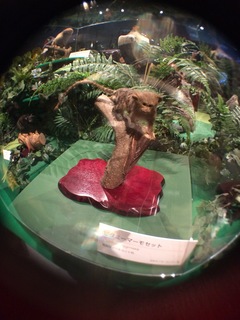 国立科学博物館の大アマゾン展観覧＠アマゾンの哺乳類＠南米で多様化したサル・ネズミ類、ピグミーマーモセット