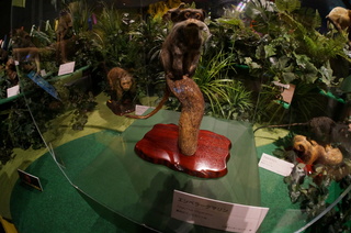 国立科学博物館の大アマゾン展観覧＠アマゾンの哺乳類＠南米で多様化したサル・ネズミ類、エンペラータマリン