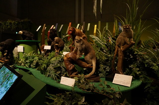 国立科学博物館の大アマゾン展観覧＠アマゾンの哺乳類＠南米で多様化したサル・ネズミ類