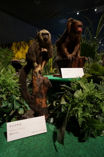 国立科学博物館の大アマゾン展観覧＠アマゾンの哺乳類＠南米で多様化したサル・ネズミ類、マンクサキとアカウアカリ