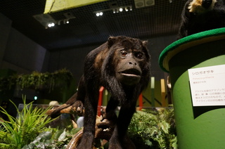 国立科学博物館の大アマゾン展観覧＠アマゾンの哺乳類＠南米で多様化したサル・ネズミ類、クロホエザル