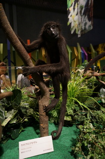 国立科学博物館の大アマゾン展観覧＠アマゾンの哺乳類＠南米で多様化したサル・ネズミ類、カオグロクモザル