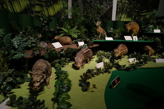 国立科学博物館の大アマゾン展観覧＠アマゾンの哺乳類＠南米で多様化したサル・ネズミ類