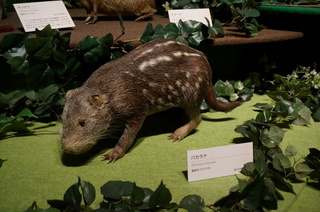 国立科学博物館の大アマゾン展観覧＠アマゾンの哺乳類＠南米で多様化したサル・ネズミ類、パカラナ