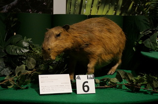 国立科学博物館の大アマゾン展観覧＠アマゾンの哺乳類＠南米で多様化したサル・ネズミ類、カピバラ