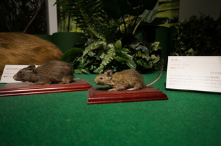 国立科学博物館の大アマゾン展観覧＠アマゾンの哺乳類＠南米で多様化したサル・ネズミ類、デグー